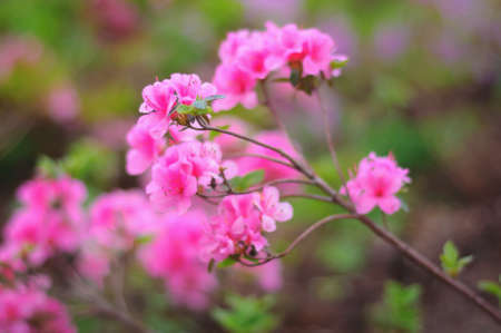 A branch of pink bright flowers on a blurred background. Rhododendron pink. Blooming azaleaの写真素材
