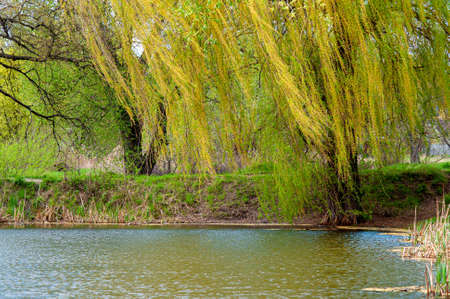 Willow over the water. A tree on the shore of the lake, a spring landscape. Long branches hang over the waterの写真素材
