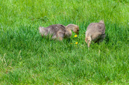 Two goslings in green grass. Goose chick grazing in a spring meadow.の写真素材