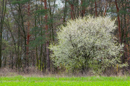 Abundant flowering of the plum tree. Orchard in spring. Pine forest in the background.の写真素材