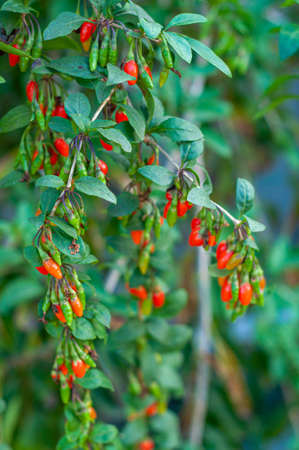 Ripe red Goji berries on a bush branch in the gardenの写真素材