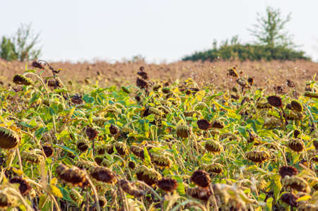 Mature sunflower plants in the field. Sunflower seeds before harvestingの写真素材