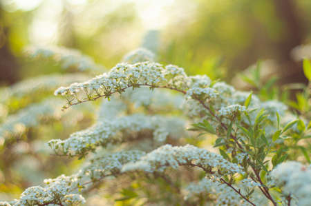 Bush with white spring flowers in warm backlight on an unfocused background.の写真素材