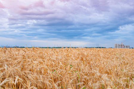 A field of yellow wheat against the backdrop of a dramatic sky, a city on the horizonの写真素材