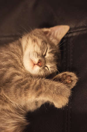 Cute kitten sleeps on his side, sleepy face. Tortoise gray color.の写真素材