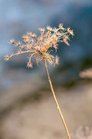 Dried yellow on a blue unfocused background, herbarium.