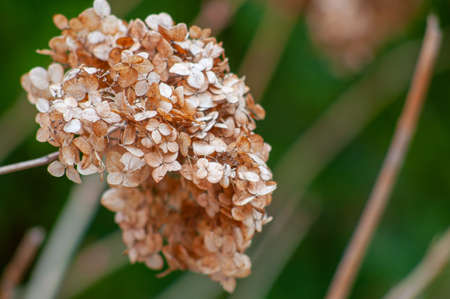 Dry inflorescences of beige hydrangea on a green unfocused background.