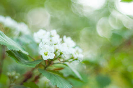 White flowers on a green unfocused background. Spring Vegetable Theme