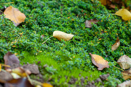 A green background of thyme and autumn leaves. Ground cover plants in the gardenの写真素材