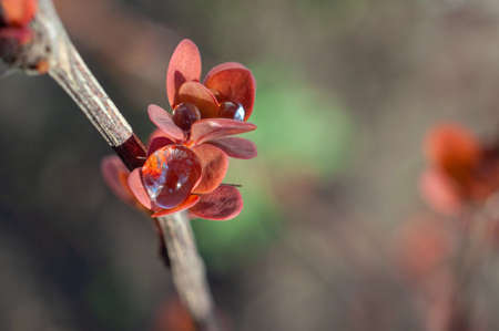 Young leaves of red barberry with droplets of dew, in which the sun is reflectedの写真素材