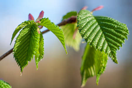 Spring young tree leaves close-up on a blue background. Botanical theme with beautiful bokehの写真素材