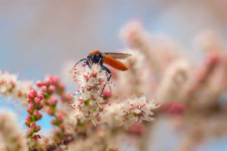 Ornamental flowering tree with mosquito-like insect pollinatorの写真素材