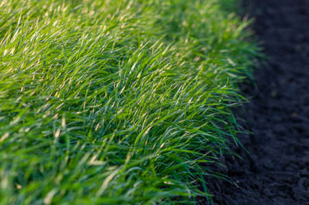 Close-up of young wheat, thin green stems in the spring in the warm rays of the sun. soft focusの写真素材