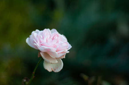 Light pink rose, bud on dark green background, selective focus. English rose flower in the backyardの写真素材