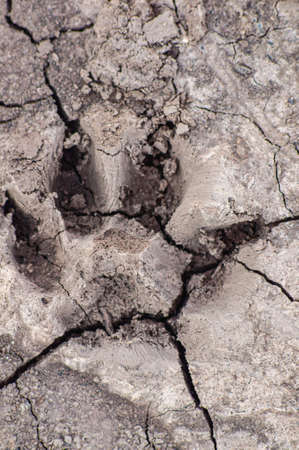 Embossed dog footprint in dry and cracked ground. Animal paw printの写真素材