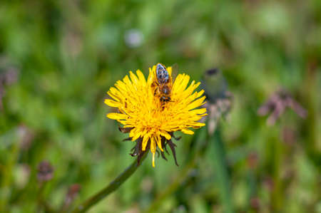 Insect is a pollinator, a bee collects pollen on spring flowers of honey plants. Cute workaholic on...