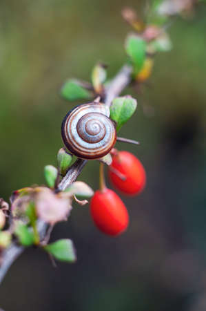 A garden snail in a shell lies on a barberry branch with red berries. Gradient blurred background, soft focusの写真素材