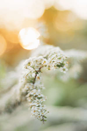 White flowers spirea blooms in the garden in spring, golden time, soft fabulous light of the setting sun. Soft focus, aerial background with blurの写真素材