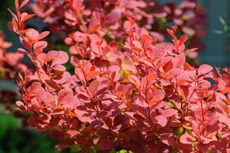 Spring branch of barberry thunbergii Red DJ. Garden ornamental bush with red leaves, selective focus