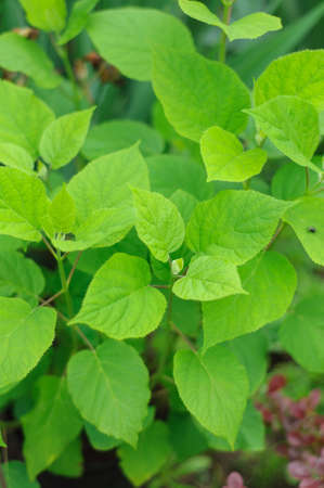Young hydrangea sprouts in the garden, juicy rich green leaves. Background on a vegetable theme,...