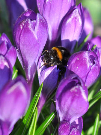 Large group of purple crocuses Ruby giant and a bumblebee sitting inside. Spring flowers close-up on...