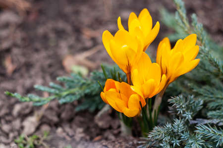 Crocus biflorus in juniper branches. Spring flower close-up on a blurred background and soft focus.の写真素材