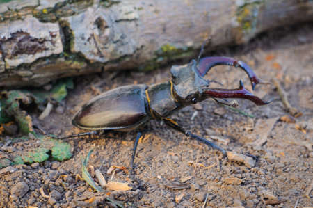 Male horned stag beetle sits on the ground near a branch, close-up, selective focusの写真素材