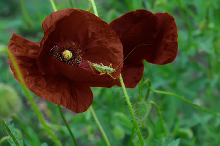 Grasshopper on a red poppy flower in the garden.
