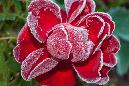 An open red rose flower in the fall with diamonds of frost on the petals. Frosty morning in the garden, ice on plantsの写真素材