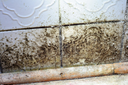 Black mold on the tiles in the bathroom. Consequences of wall freezing. Means of combating Cardycepsの写真素材