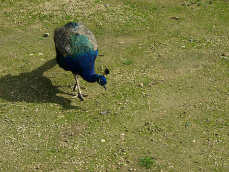 Peacock In The Distance