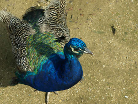 Peacock In Motion