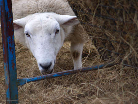 Sheep Under Hayの写真素材