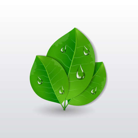 Green leaves with water drops eco concept vector illustrationのイラスト素材