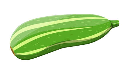 Green zucchini vegetable. Squash isolated on white. Fresh marrow or oblong, marrow courgette. Organic healthy food. Vegetarian nutrition. Vector illustration in flat styleのイラスト素材