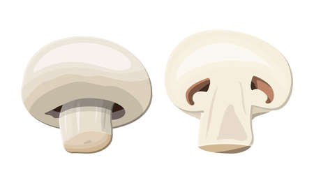 Ripe mushroom champignonのイラスト素材