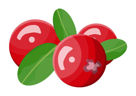 Cranberry isolated on white background.のイラスト素材