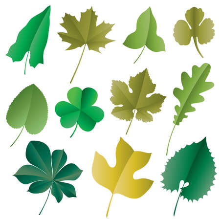 Vector image of leaves isolated on white.のイラスト素材