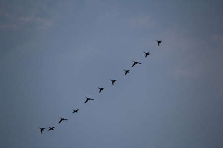Flock of Canada Geese Flying in a Cloudy Blue Sky
