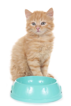 Little cat sitting behind a bowl isolated on whiteの写真素材