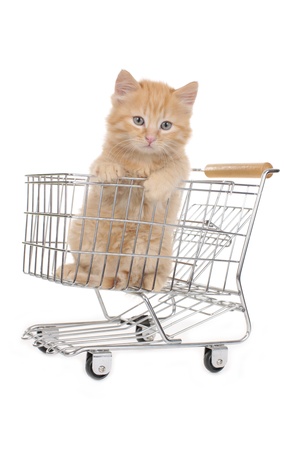sweet little kitten in shopping basketの写真素材