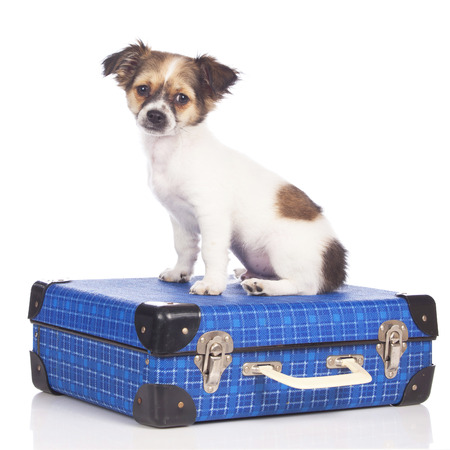 chihuahua puppy の写真素材