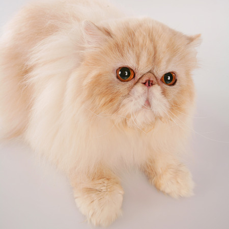 Persian cat isolatedの写真素材