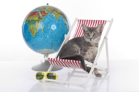 Cat on holidays isolatedの写真素材