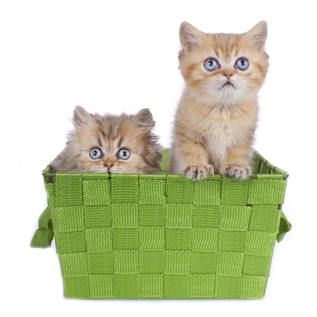 Two cute persian kitten isolated on whiteの写真素材
