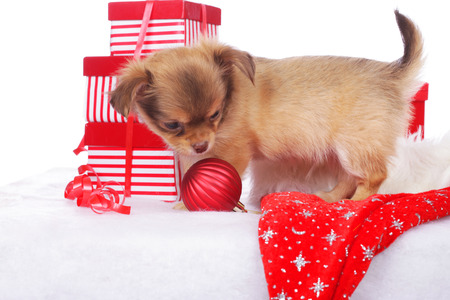 Cute chihuahua puppy with christmas giftsの写真素材