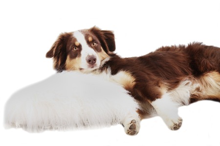 Australian shepherd dog on a cushion isolatedの写真素材