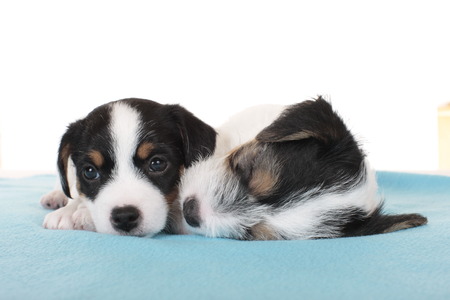 Parson russell terrier puppies sleepingの写真素材