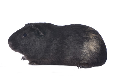 Guinea pig isolatedの写真素材