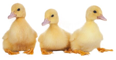 easter ducklings in a row isolatedの写真素材